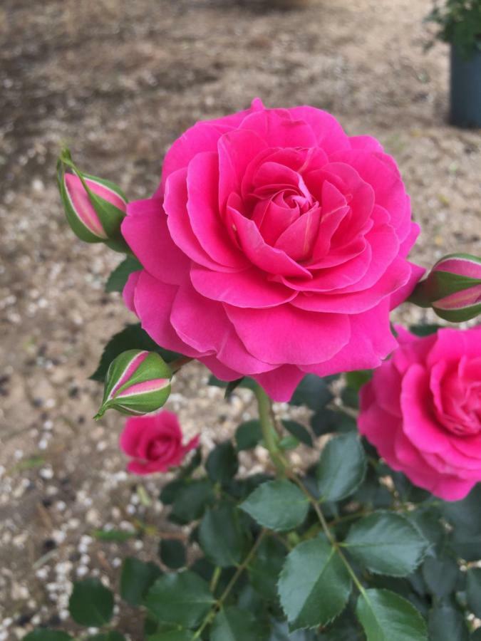 Masseria Rienzo أوستوني المظهر الخارجي الصورة